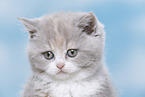 British Shorthair kitten portrait