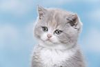 British Shorthair kitten portrait