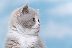 British Shorthair kitten portrait