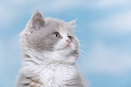 British Shorthair kitten portrait