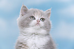 British Shorthair kitten portrait