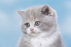 British Shorthair kitten portrait