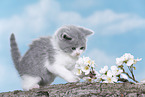 British Shorthair Kitten
