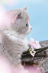 British Shorthair Kitten