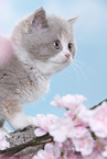 British Shorthair Kitten
