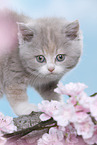 British Shorthair Kitten