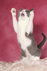 playing British Shorthair