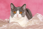 lying British Shorthair