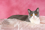 lying British Shorthair
