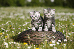 British Shorthair Kitten in the countryside