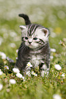 British Shorthair Kitten in the countryside