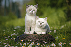 2 British Shorthair Kitten in the countryside