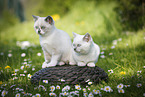 2 British Shorthair Kitten in the countryside