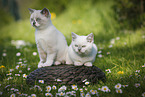 2 British Shorthair Kitten in the countryside