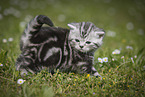 young British Shorthair Kitten in the countryside