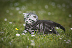 young British Shorthair Kitten in the countryside