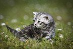 young British Shorthair Kitten in the countryside