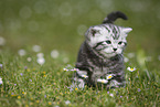 young British Shorthair Kitten in the countryside