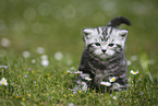 young British Shorthair Kitten in the countryside