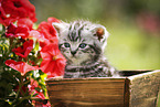British Shorthair Kitten