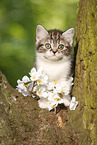 British Shorthair Kitten