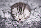 young British Shorthair Kitten