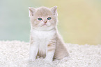 British Shorthair Kitten