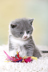 British Shorthair Kitten