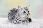 young British Shorthair