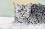 young British Shorthair