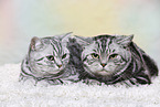 2 British Shorthair