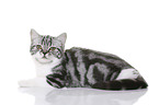 young British Shorthair