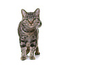 young British Shorthair