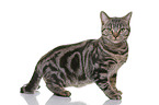 young British Shorthair