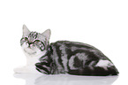 young British Shorthair