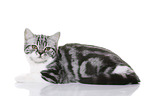 young British Shorthair