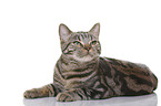 young British Shorthair