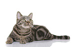 young British Shorthair