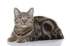 young British Shorthair