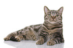 young British Shorthair