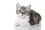 young British Shorthair