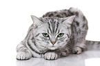 young British Shorthair