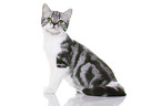 young British Shorthair