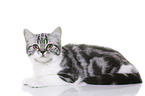 young British Shorthair