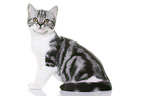 young British Shorthair