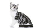 young British Shorthair