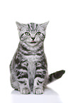 young British Shorthair