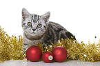 young British Shorthair