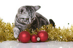 young British Shorthair