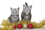 young British Shorthair
